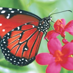 Servilleta Decoupage Mariposa Grande